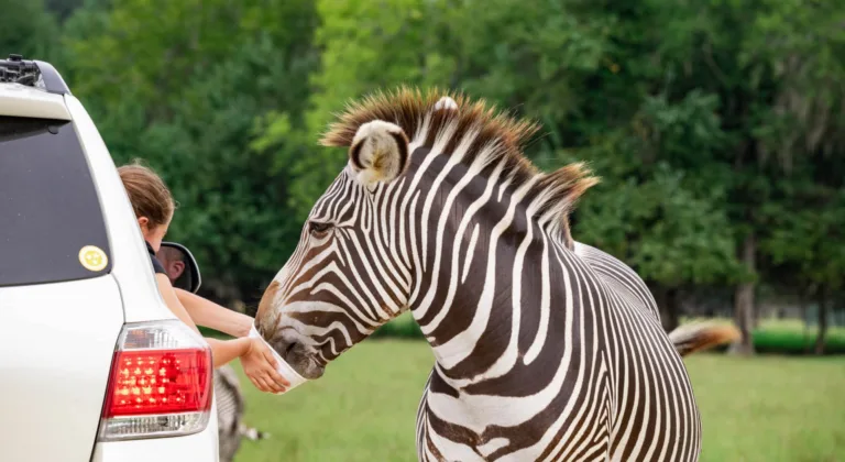 Drive-Thru Safaris