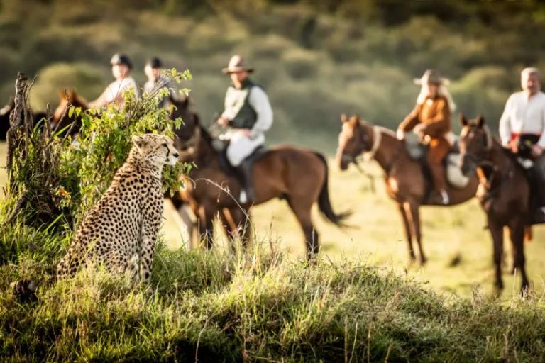 African Horse Safaris