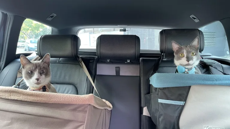 Traveling With a Cat in a Car Long Distance